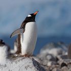 Expeditions-Reise in die Antarktis mit 'Roald Amundsen', Hurtigruten