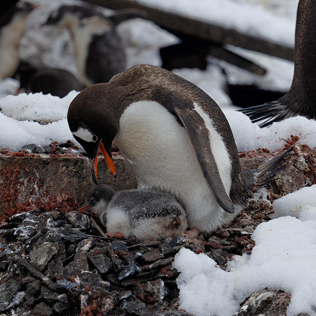 Expeditions-Reise in die Antarktis mit 'Roald Amundsen', Hurtigruten