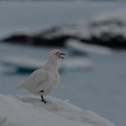 Expeditions-Reise in die Antarktis mit 'Roald Amundsen', Hurtigruten