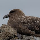 Expeditions-Reise in die Antarktis mit 'Roald Amundsen', Hurtigruten