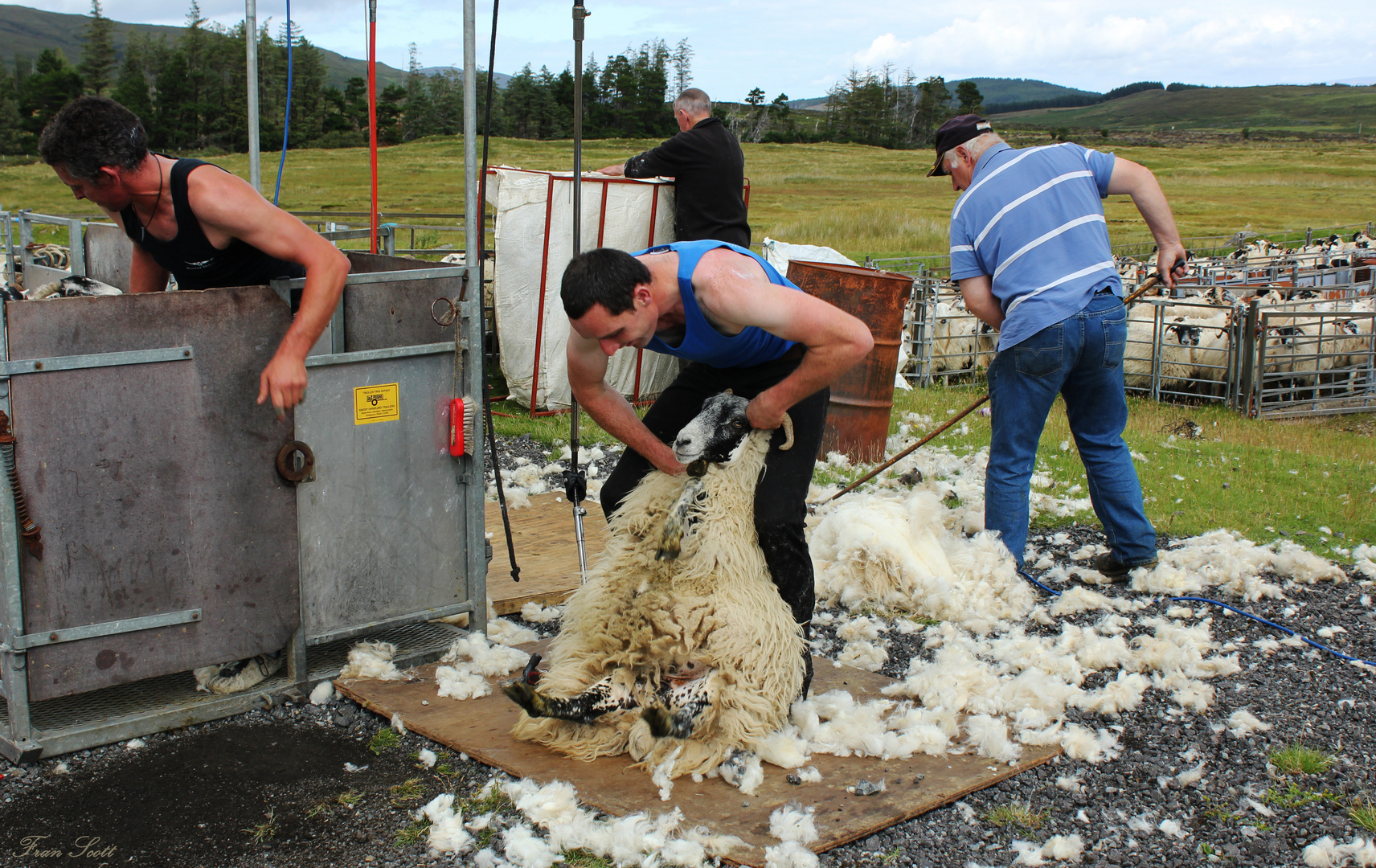 Experience my Scotland XXXIX: Shear the Sheeps