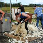 Experience my Scotland XXXIX: Shear the Sheeps