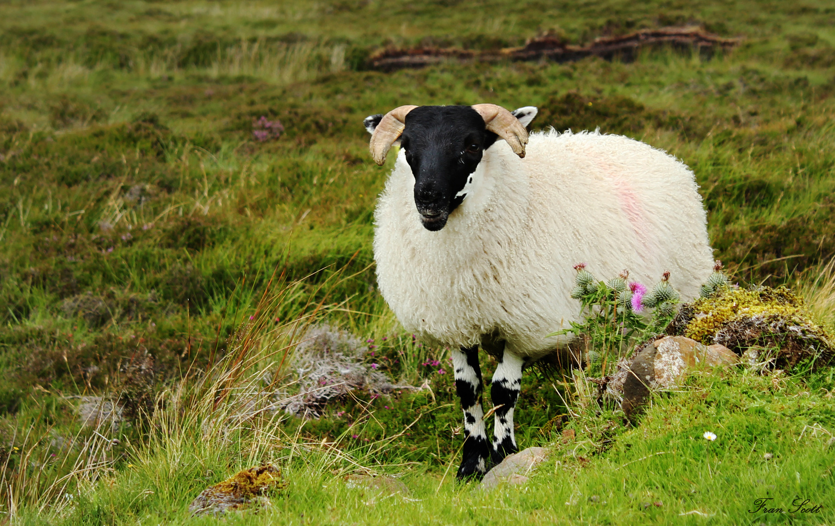 Experience my Scotland XXXVI: Blackface