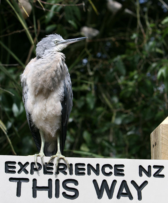 Experience New Zealand