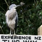 Experience New Zealand