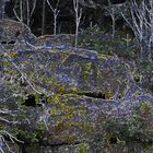 Experiment 2 Motiv Felsen im Wald