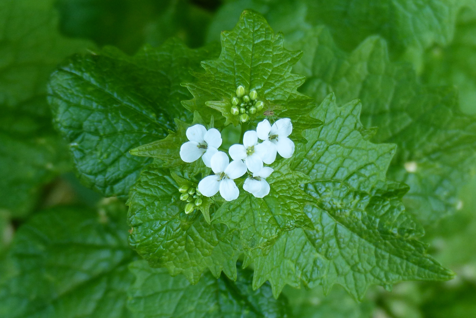 Experiment Blüte