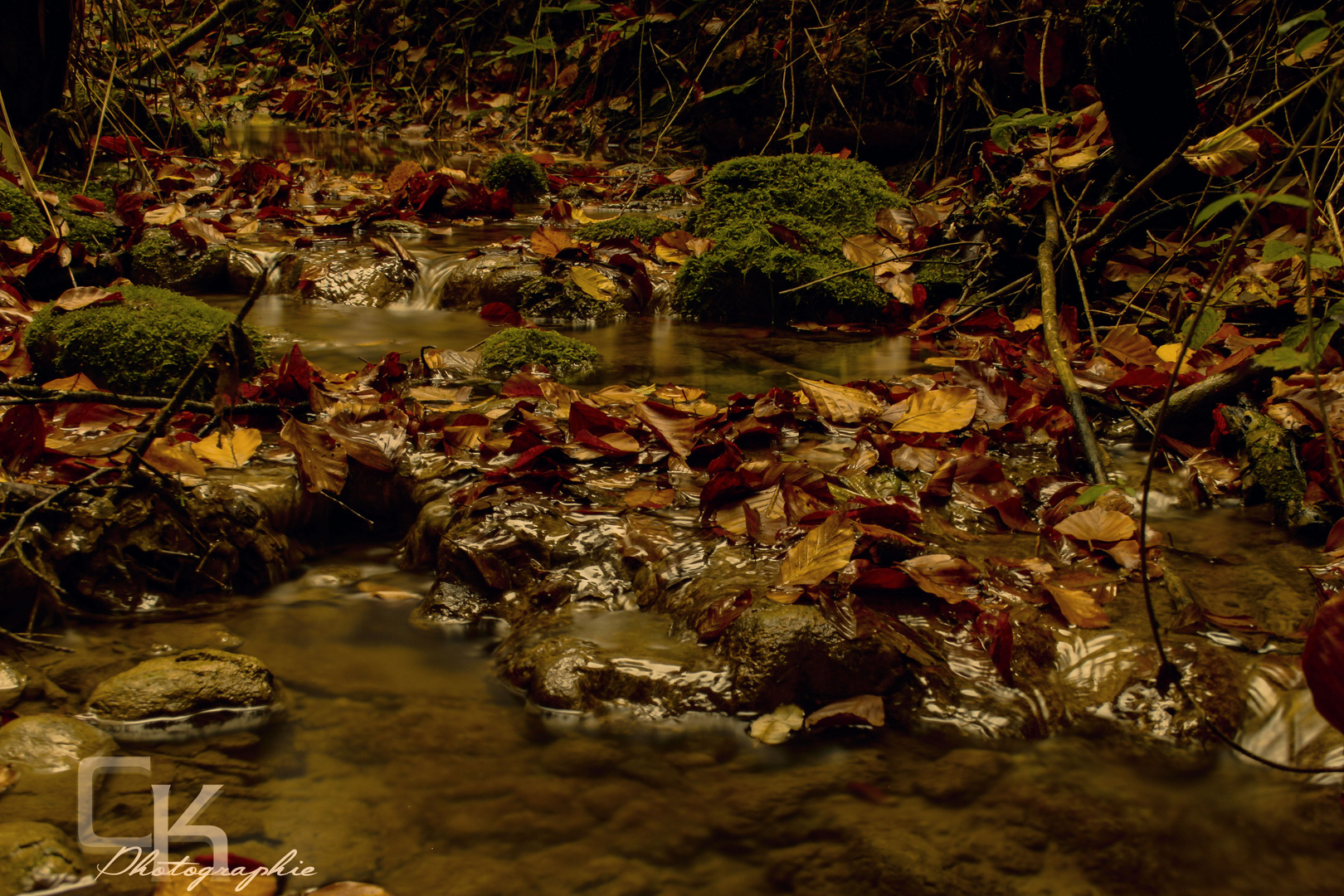 Experiment im Wald