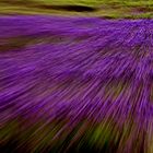 Experiment-Lavendel