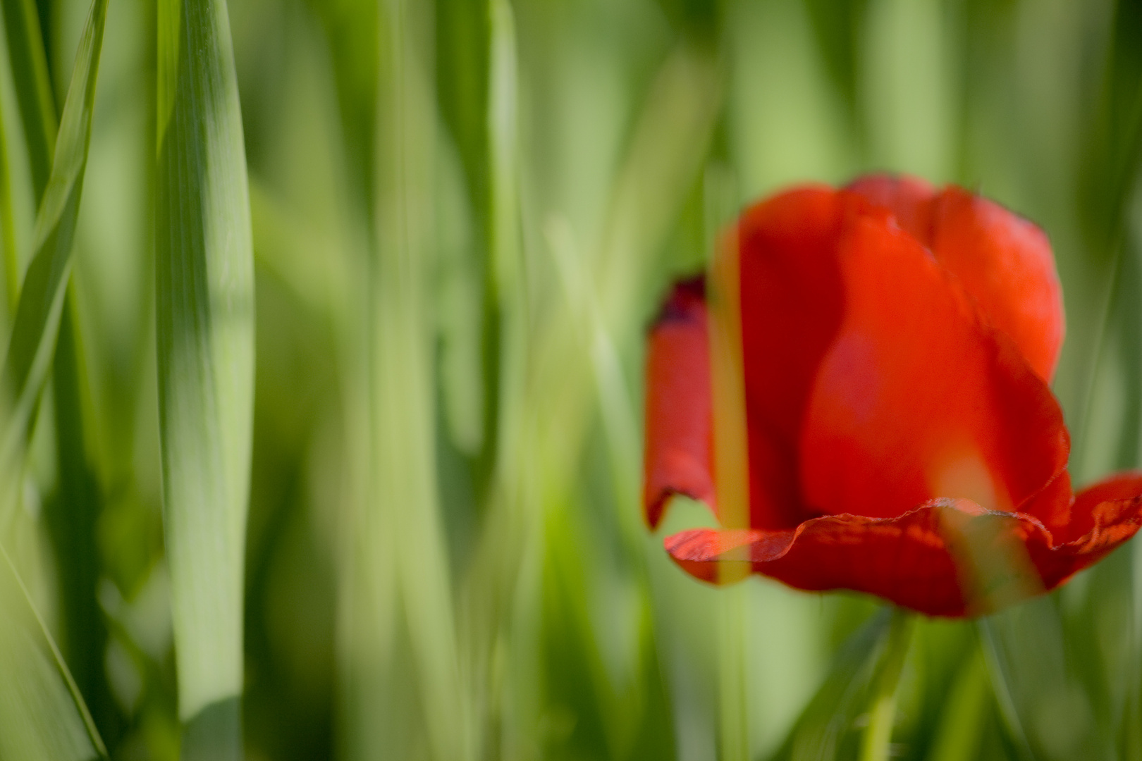 Experiment mit Klatschmohn