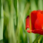 Experiment mit Klatschmohn