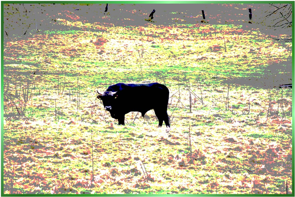 Experiment mit schwarzem Stier auf bunter Wiese