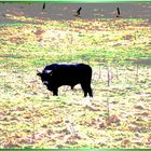 Experiment mit schwarzem Stier auf bunter Wiese