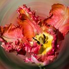 Experiment TULPE