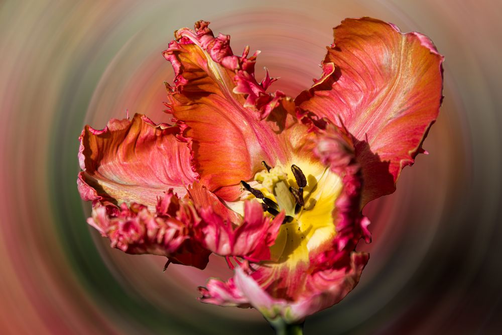 Experiment TULPE