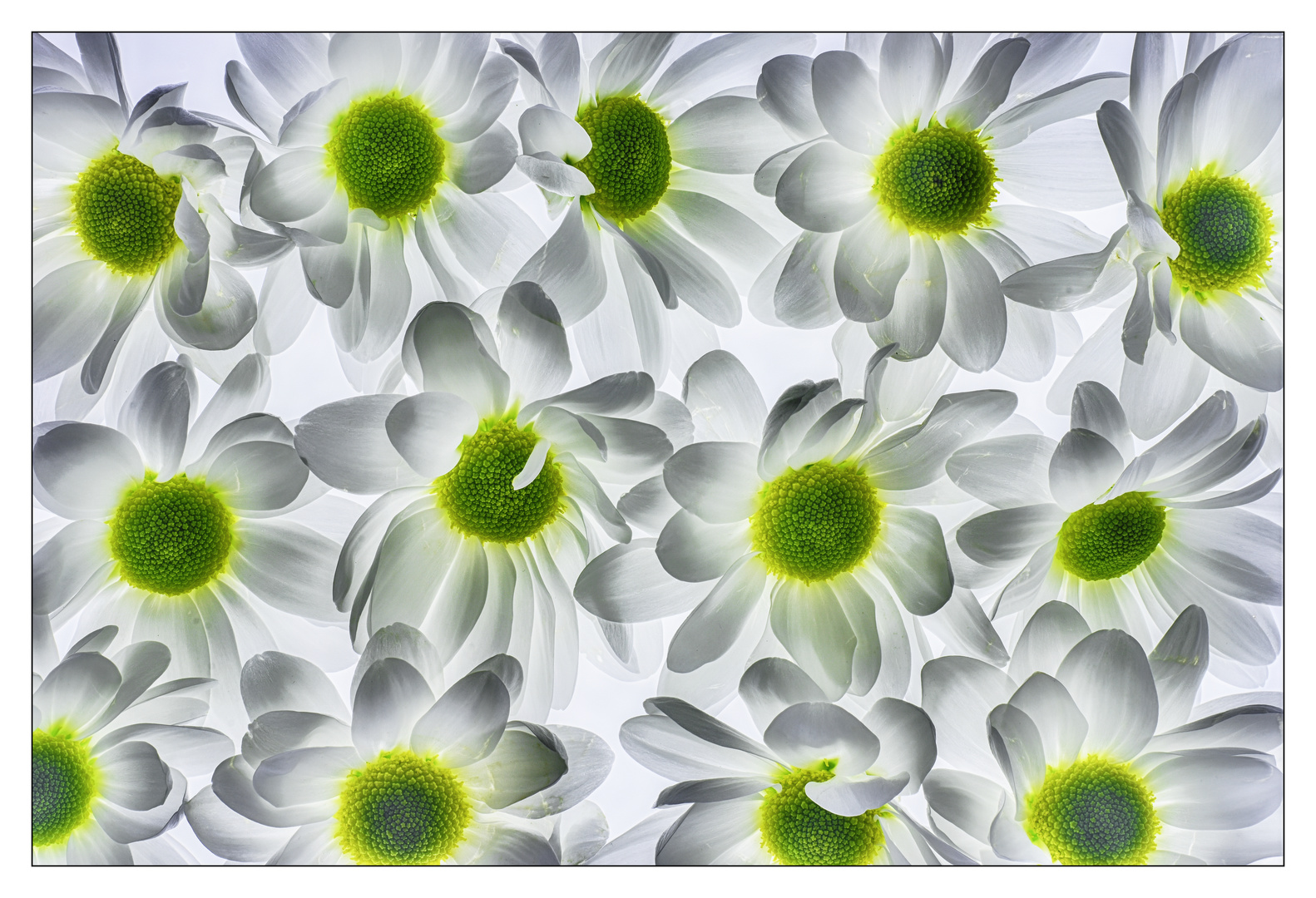 Experimental Flower photography I