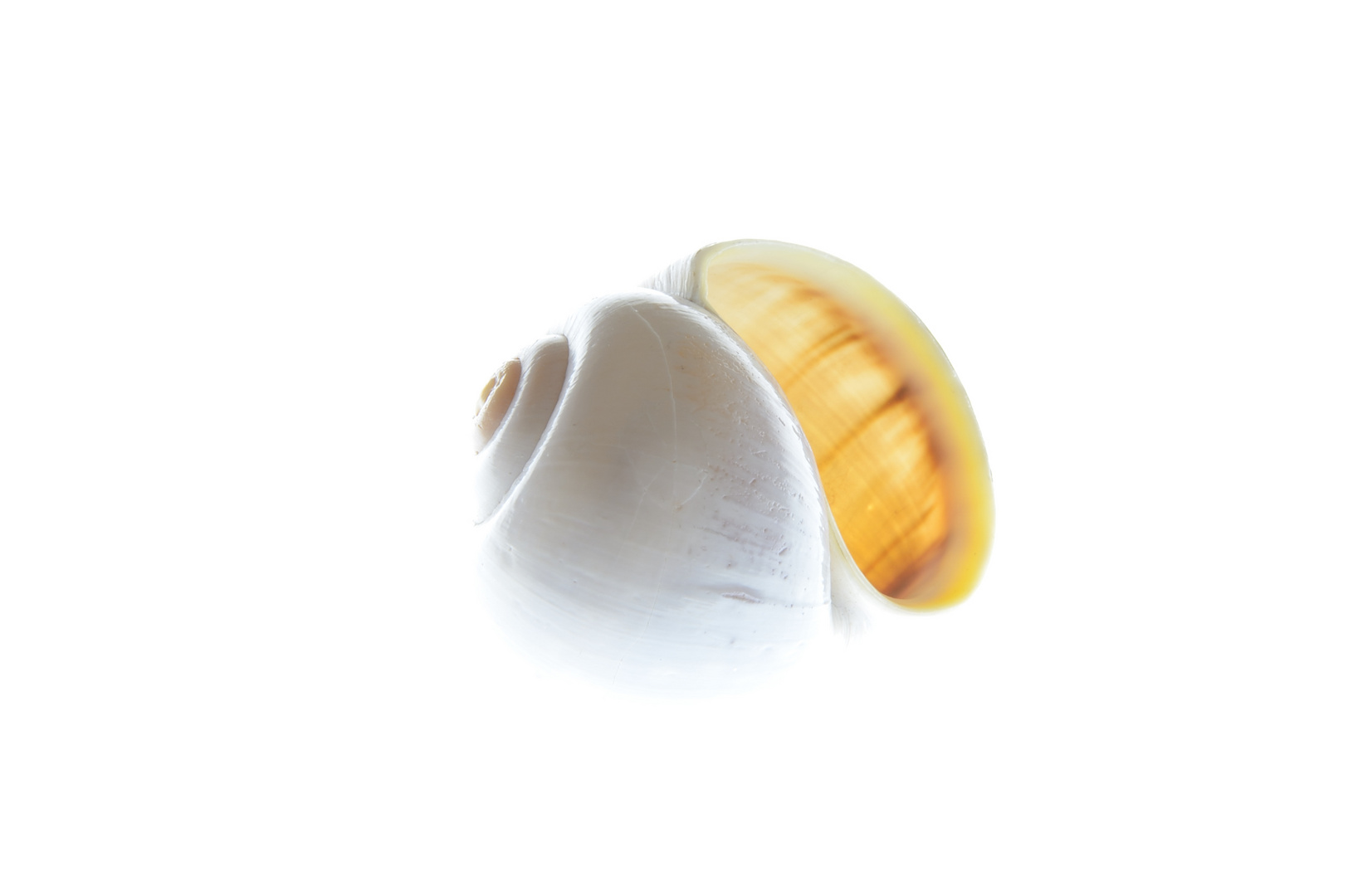 Experimentalschnecke