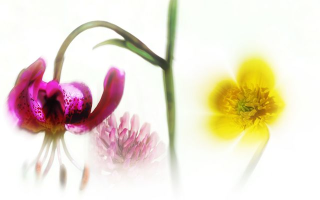 Expérimentation florale