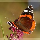 Experimente am lebenden Objekt - oder Schmetterling halt still