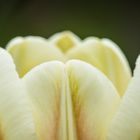 Experimente mit Tulpen - I