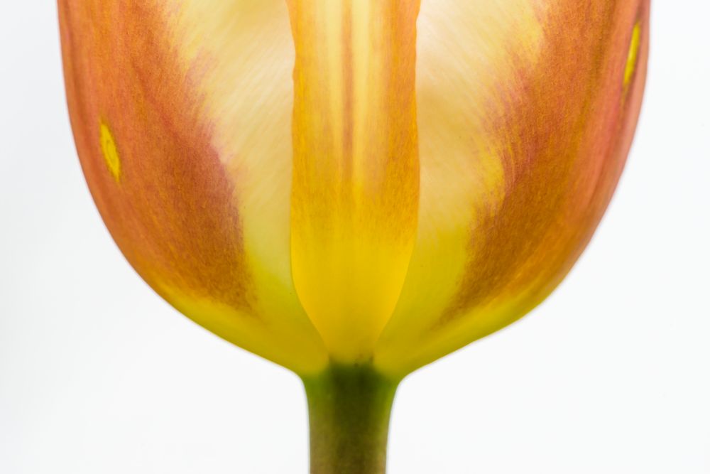 Experimente mit Tulpen - II