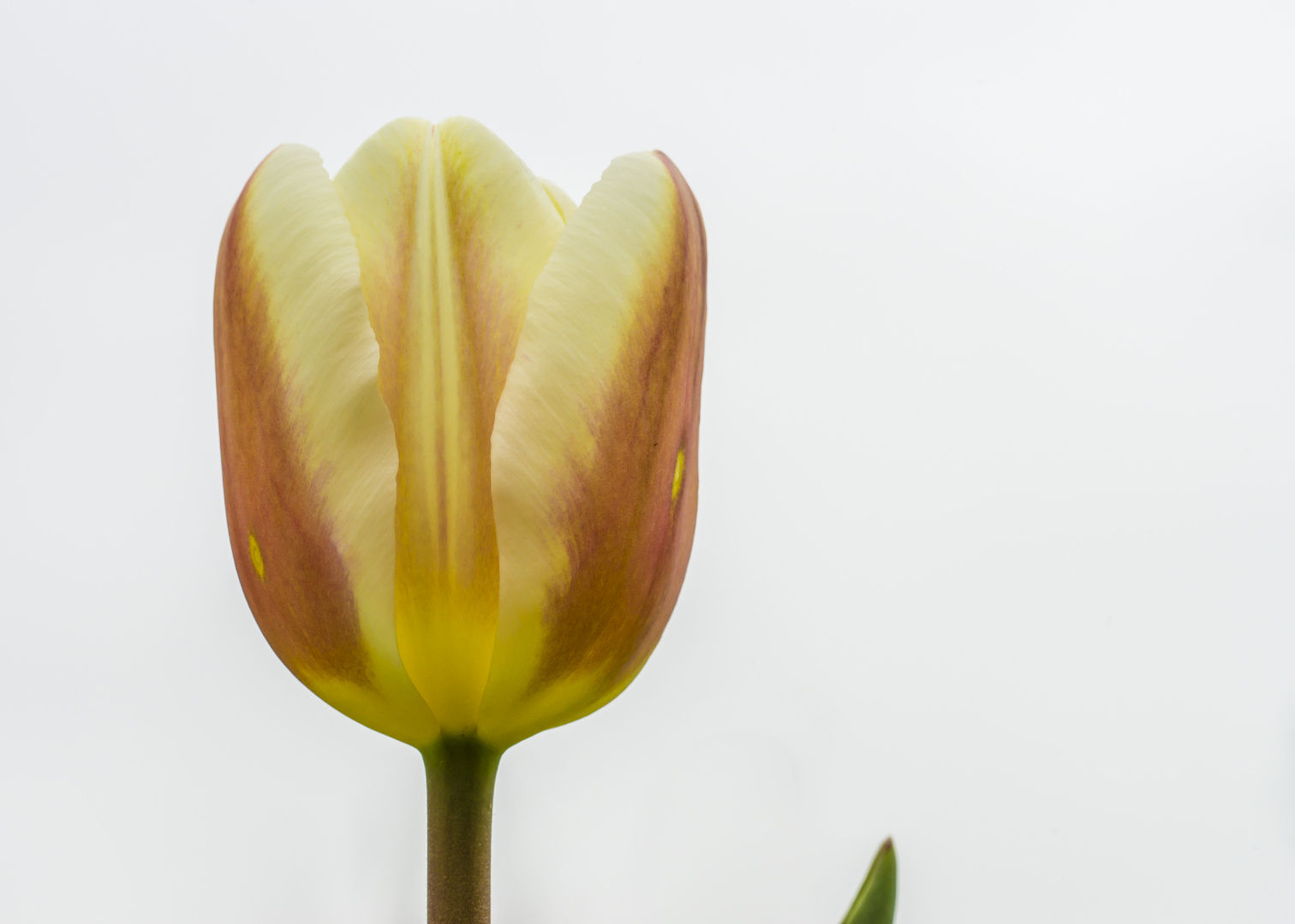 Experimente mit Tulpen - III