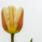 Experimente mit Tulpen - III