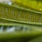 experimentelle Fotografie,Ausschnitt eines Buchenblattes