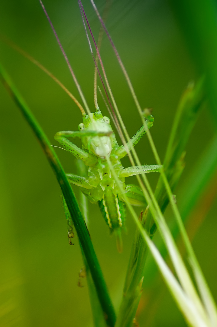 Expert en camouflage