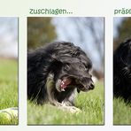 Expertenfrage: wie suchen Hunde eigentlich Ostereier?