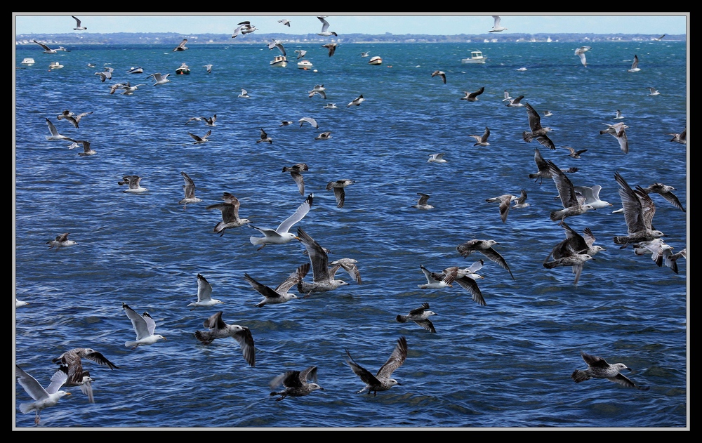 " Expliquez aux mouettes Bretonnes , l'histoire des quotas de pêche de l'Europe !!! "