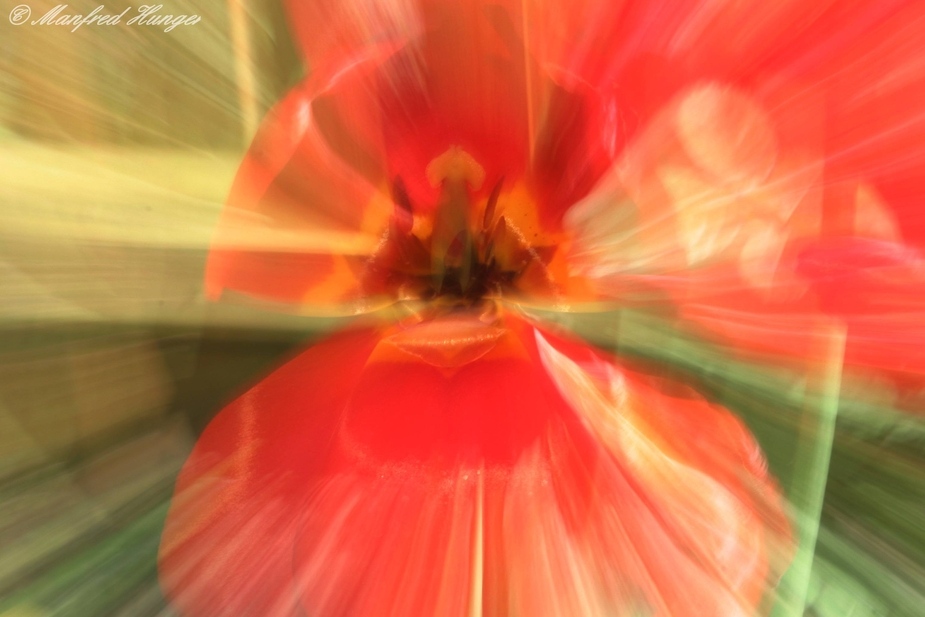 "Explodierende - Auseinanderfliegende" Tulpe