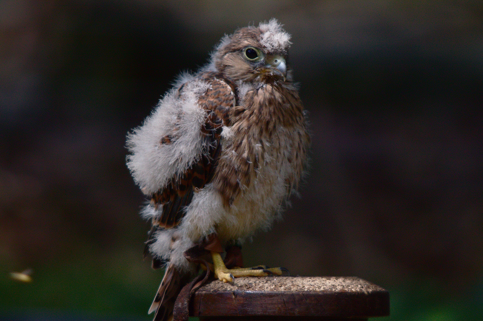 Explodiertes Sofakissen (Junger Falke, Wildpark Gangelt)