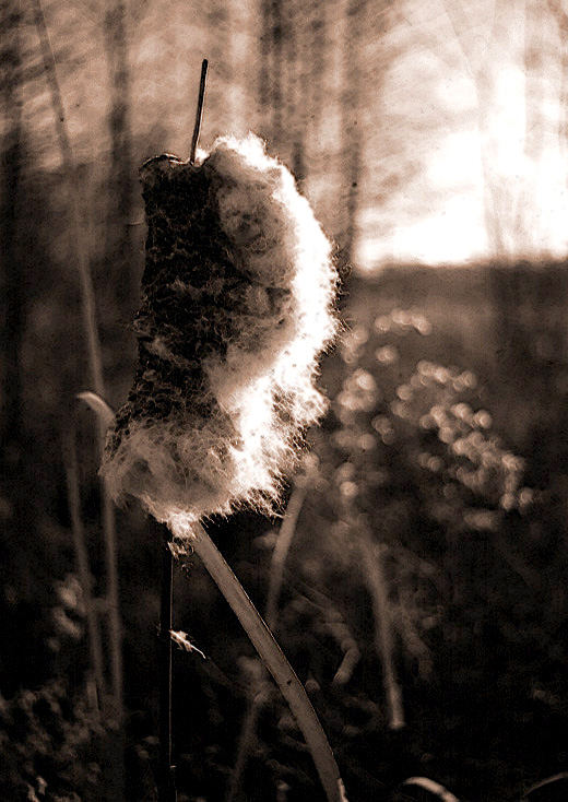 Exploding Cattail