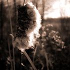 Exploding Cattail