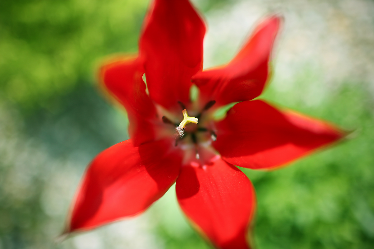 Exploding Flower