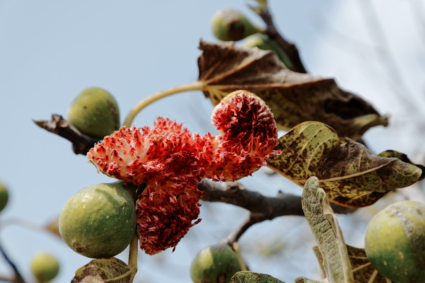 exploding fruits