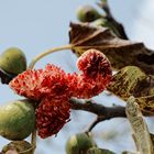 exploding fruits