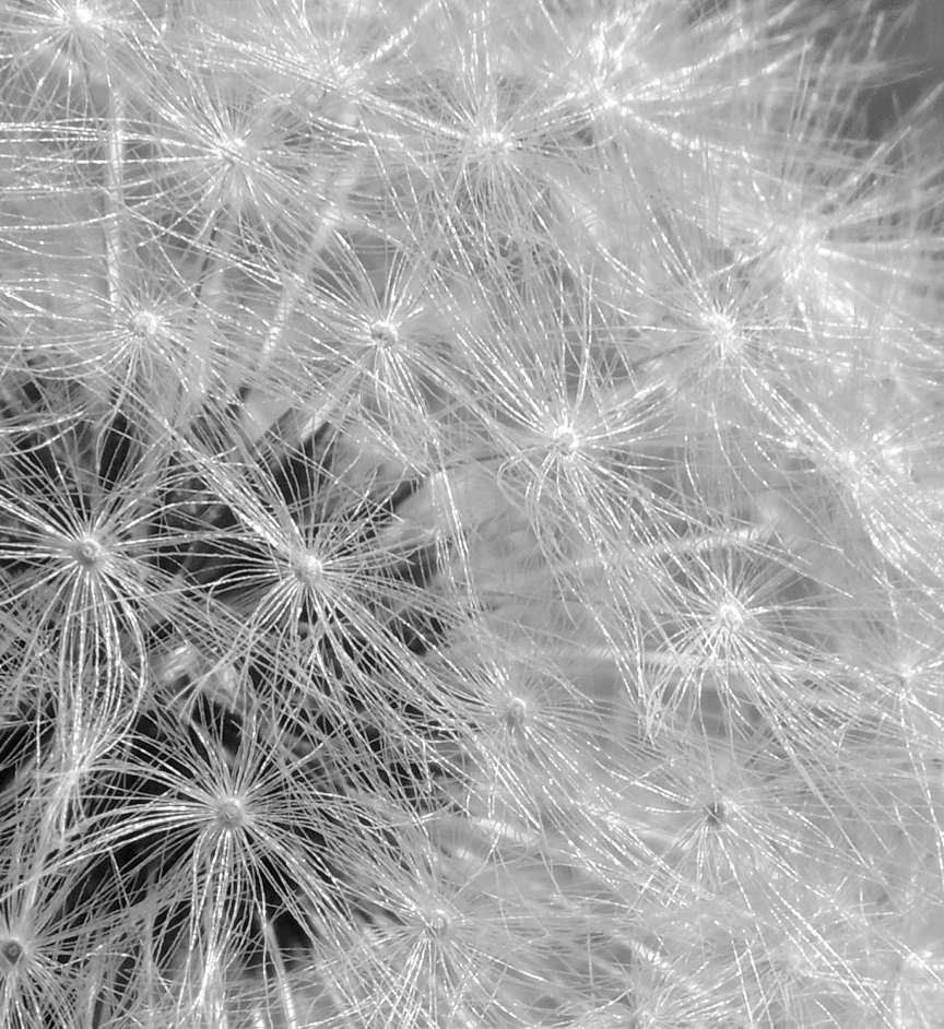 exploding stars bw