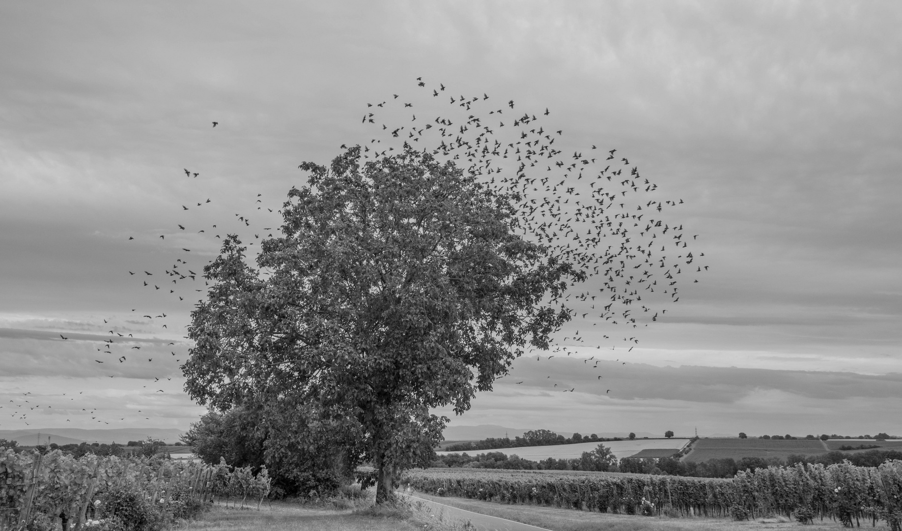 Exploding tree