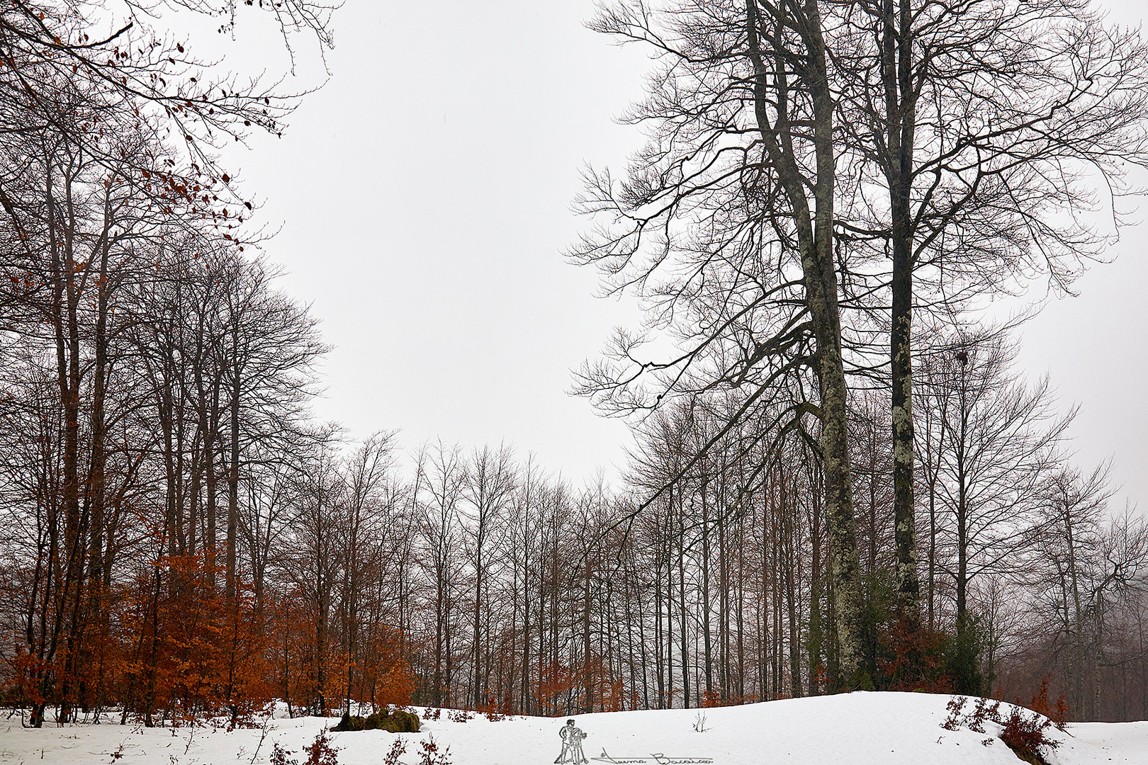 Explorando el invierno