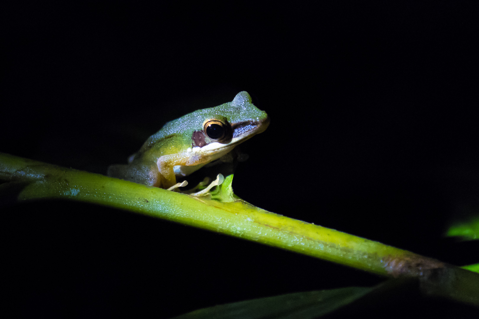 Exploring Borneo