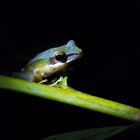 Exploring Borneo