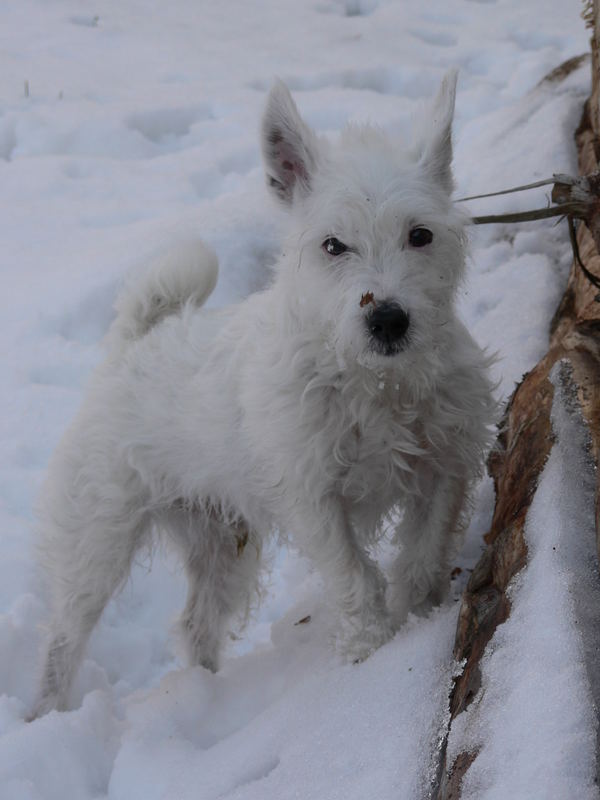 exploring the wood pile