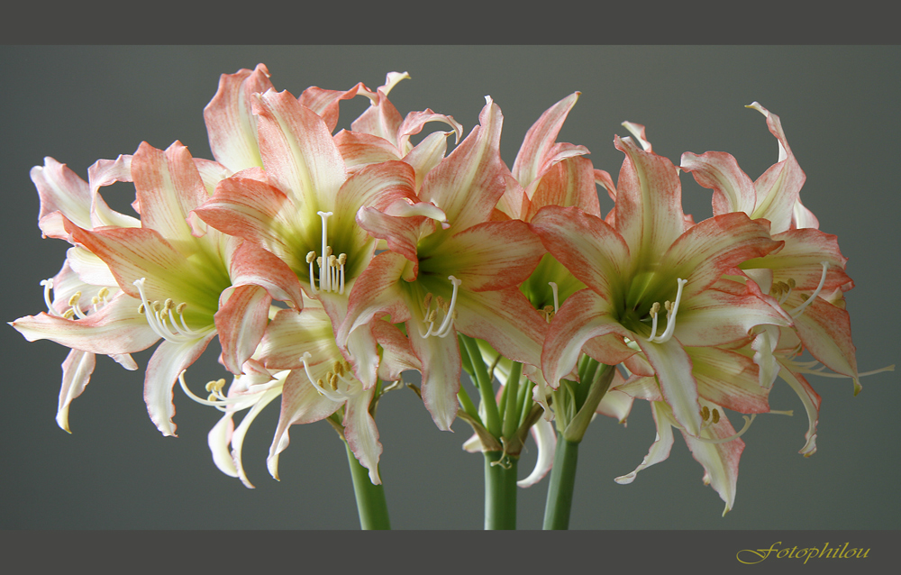 Explosion d'Amaryllis