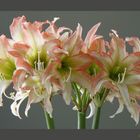 Explosion d'Amaryllis