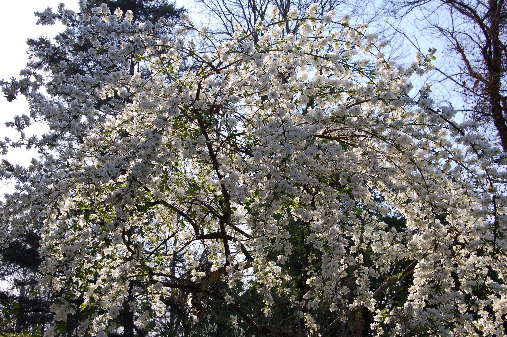 Explosion... de fleurs