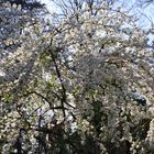 Explosion... de fleurs