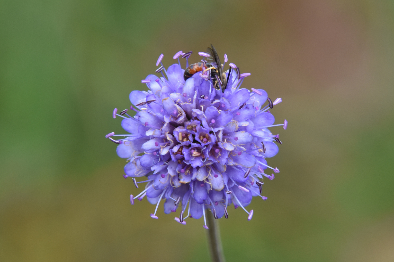 Explosion de petites fleurs bleues....