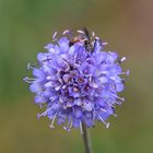 Explosion de petites fleurs bleues....